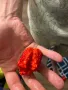 Carolina Reaper Каролина Рипер, снимка 6