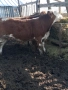 Продавам телета, снимка 4