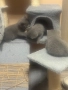 Британски котенца, снимка 4