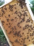 Пчелни семейства и одводки на 4 рамки, снимка 3
