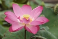 Индийски лотос, свещен лотос (Nelumbo nucifera), снимка 3