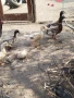 Продавам крякащи патици, снимка 2