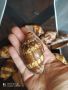Рядка океанска раковина морски охлюв мида рапан Cymbiola nobilis, снимка 1 - Декорация за дома - 45447761