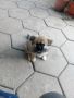 кученце от майка пекинез, снимка 1 - Пекинез - 45964870