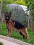 Немски Овчарки, снимка 9