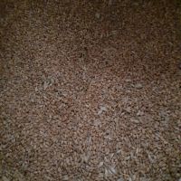 Просо и Пшеница, снимка 2 - За селскостопански - 45539406
