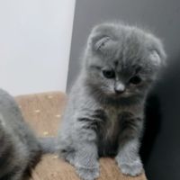 Клепоухи Британски късокосмести котенца, снимка 7 - Британска късокосместа - 45999387