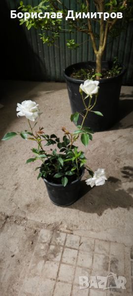 Бяла влачеща роза, снимка 1