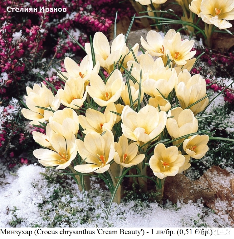 Минзухар (Crocus chrysanthus 'Cream Beauty') - луковици, снимка 1