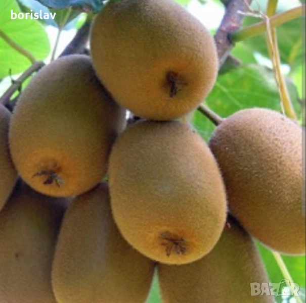 Самоопрашващо се Киви К1, снимка 1