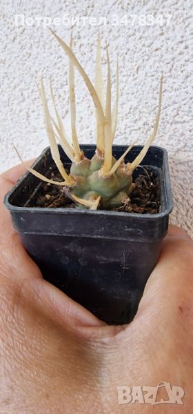 Tephrocactus articulatus, снимка 1