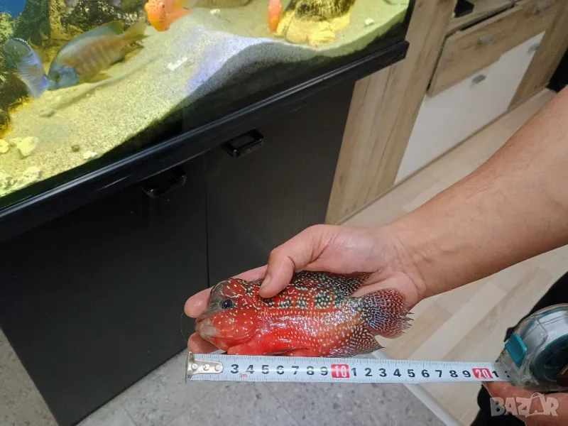 flowerhorn 15см, снимка 1