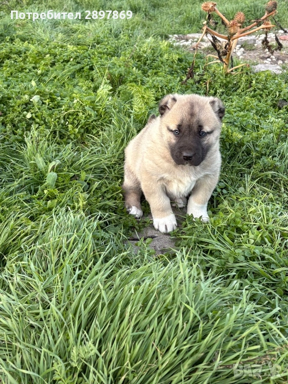 Женско кангалче, снимка 1