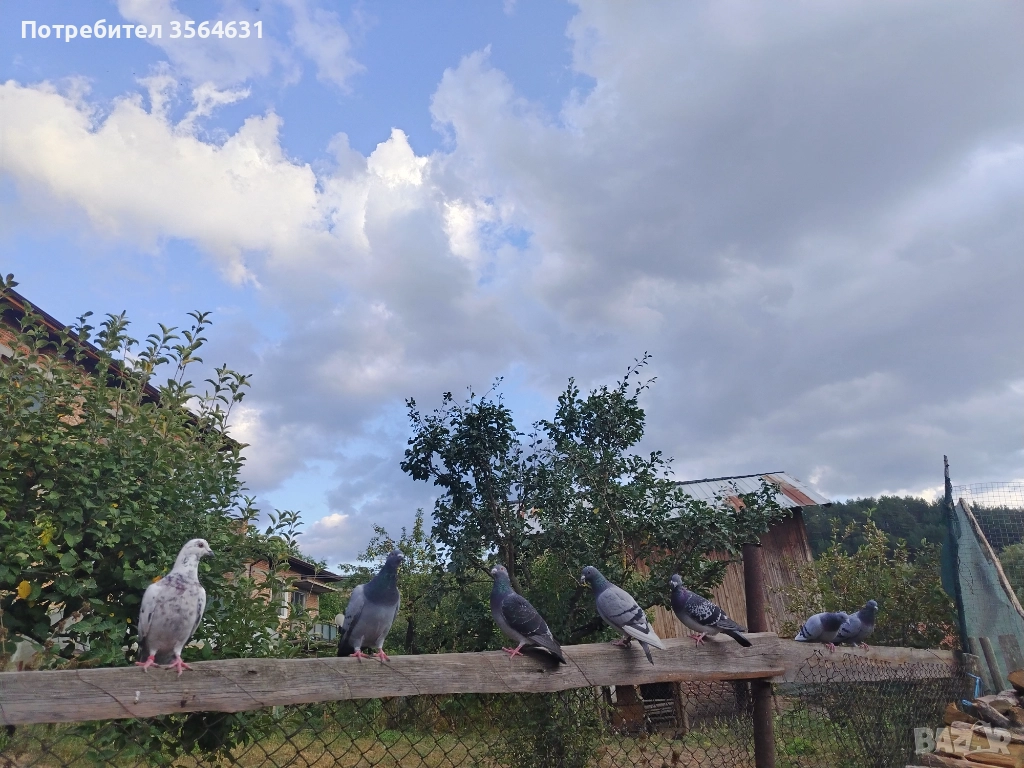 Svobodni poshtenski gulabi , снимка 1