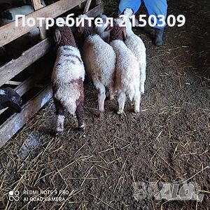 продавам агнета, снимка 1