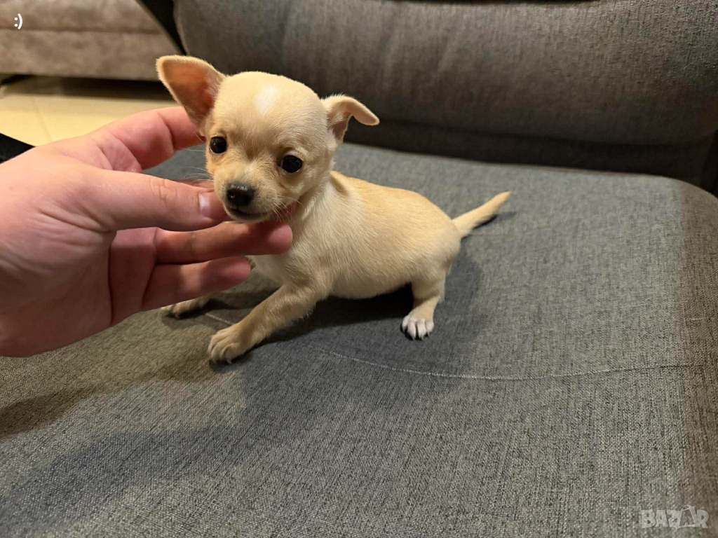 Чихупинчер  Актулано от 5.12.2025, снимка 1