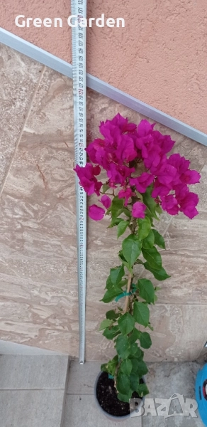 Бугенвилия Лилава , снимка 1