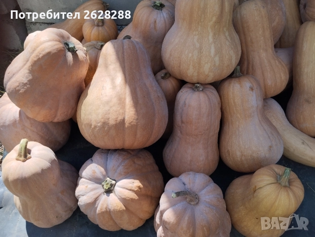 тиква цигулка и матилда, снимка 2 - Други - 51887305