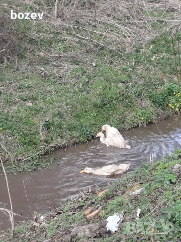 Оплодени яйца от бял легхорн , черен австролорп и пекински патици!, снимка 5 - Кокошки и пуйки - 52823089