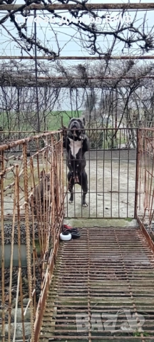 Американско були , снимка 2 - Американски стафордширски териер - 53535322