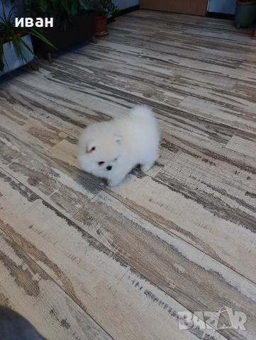 померан момче , снимка 6 - Померан - 52928704