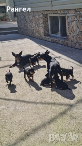 Пинчери , снимка 7 - Пинчер - 53706784