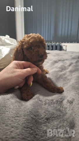 мини пуделчета / момчета и момичета, снимка 9 - Пудели - 53581267