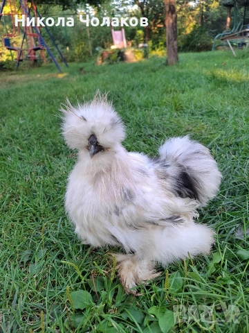 Американски копринки яйца , снимка 8 - Кокошки и пуйки - 54220790