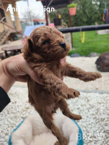 Той пудел/ЗА КАПАРИРАНЕ!, снимка 5 - Пудели - 54213978