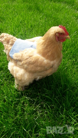 Седло за кокошки, снимка 8 - За птици - 53581249