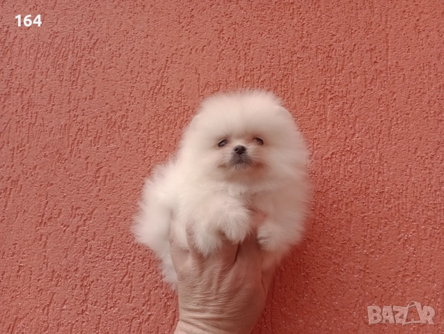Мъжки и женски Померани. Реални снимки от 22.03.26 г. , снимка 13 - Померан - 53910902