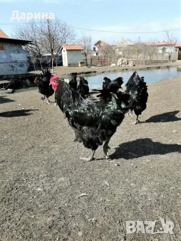  Яйца за разплод от кокошки Джърси Гигант, снимка 2 - Кокошки и пуйки - 49610979