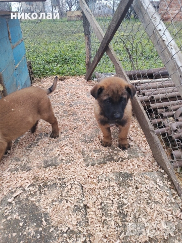 Малки кученца белгийска овчарка , снимка 4 - Белгийска овчарка - 52975832