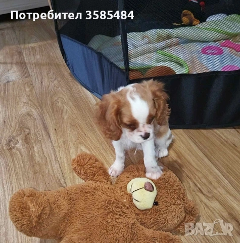 Кавалер Кинг Чарлз шпаньол момченце , снимка 6 - Кавалер кинг чарлз шпаньол - 53365017