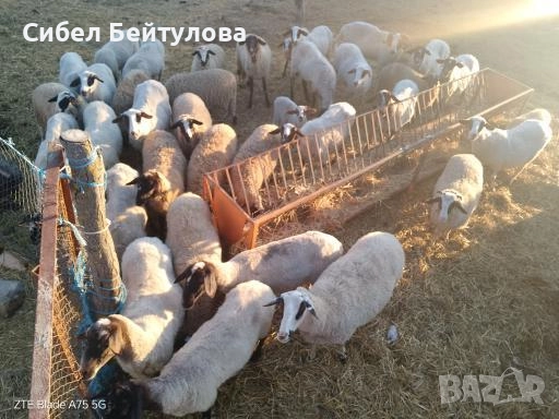 Продавам овце,агнета и кочове., снимка 4 - Овце - 52381749