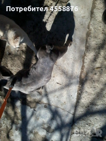 продавам френски булдог женски, снимка 5 - Френски булдог - 53394769