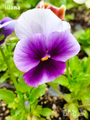 Продавам теменужки, снимка 15 - Градински цветя и растения - 54018843