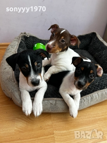 ДЖАК РЪСЕЛ ВИДИН-ЖЕНСКО КУТРЕ 250ЛВ ЗА БРОЙ 2110251434, снимка 12 - Джак ръсел териер - 52131138