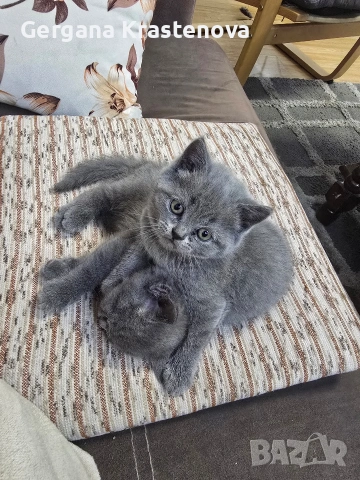 Британски котенца, снимка 5 - Британска късокосместа - 53950829