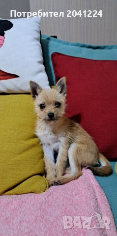 Малко кученце , снимка 3 - Померан - 51964332