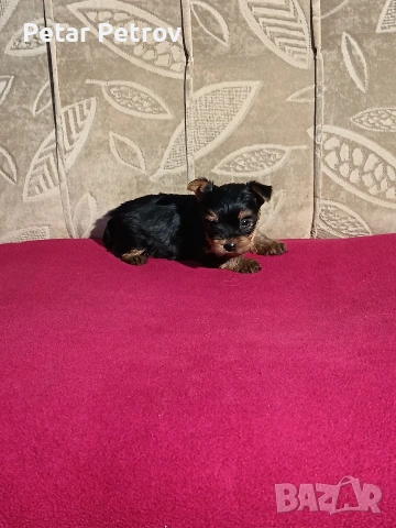 Йоркширски териер мини , снимка 3 - Йоркширски териер - 53883069