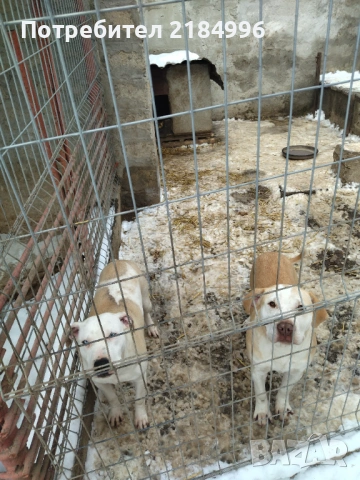 5месечни с три ваксини сладури, снимка 2 - Питбул - 52815395