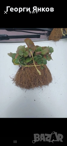 Ягоди, снимка 7 - Разсади - 53651366