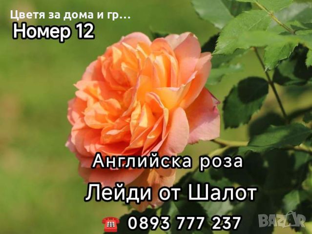 Чаено хибридни рози, снимка 6 - Разсади - 46802274