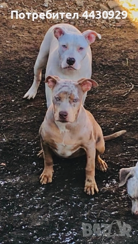 American Bully XL, снимка 7 - Други - 53135049