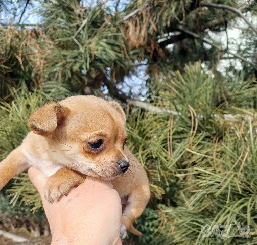 Чистокръвни мини чихуахуа , снимка 2 - Чихуахуа - 53380954