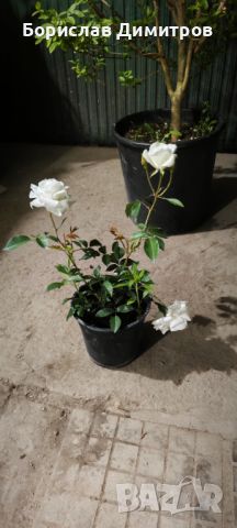 Бяла влачеща роза, снимка 1 - Градински цветя и растения - 45701182