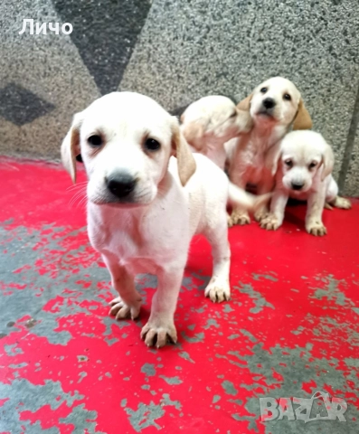 продавам лабрадори 