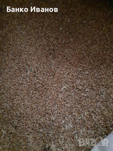 Просо и Пшеница, снимка 2 - За селскостопански - 45539406