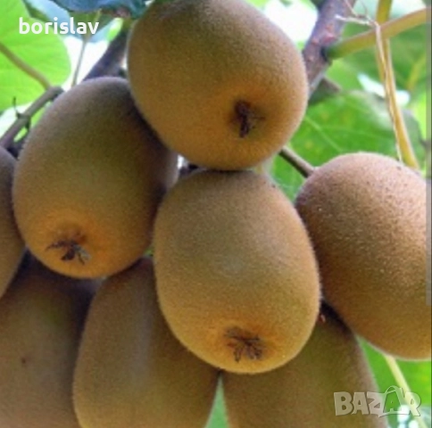 Кивита сортове Хейуърд, Томури, Златно киви, Самоопрашващо